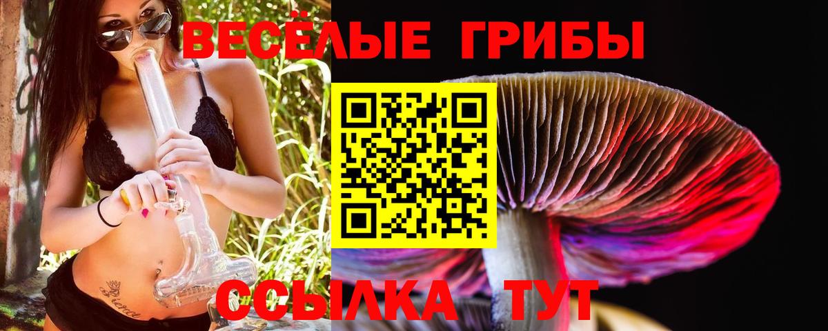 Галлюциногенные грибы Psilocybe Кондопога